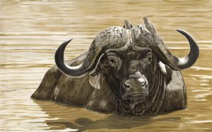 Cape Buffalo