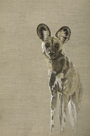 Khwai Wild Dog