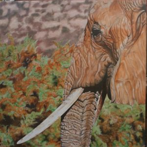 Samburu Matriarch