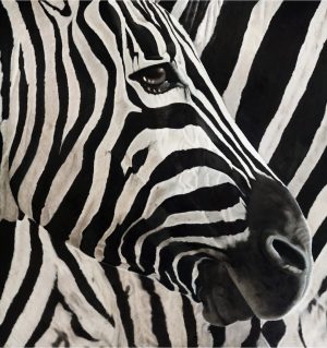 Grants Zebra