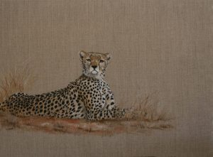 Cheetah