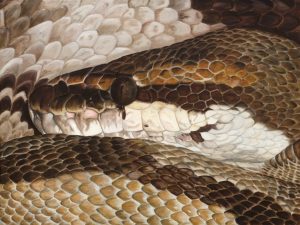 Python Regis