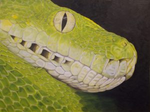Merauke Green Tree Python