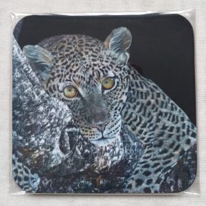 Lazing Around Coaster