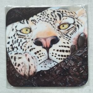 Peek-a-Boo Coaster