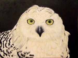 Snowy Owl
